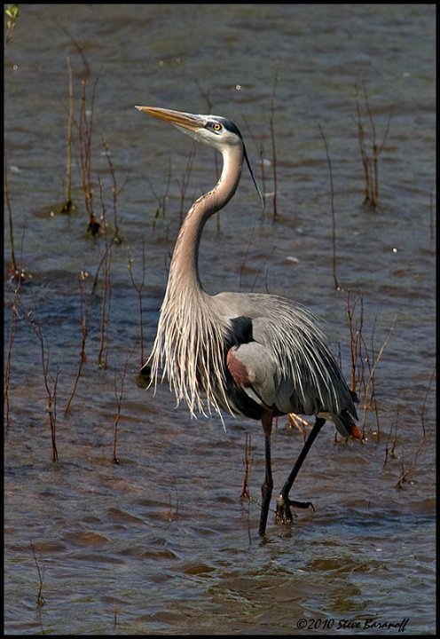 _0SB8255 great-blue heron.jpg